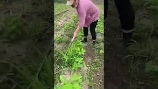 Explore Farming #farmlife #framing #shorts #youtubeshorts #explorefarming #Agriculture