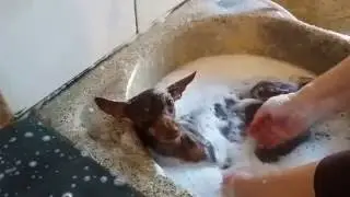 31 - Hora do banho. Como dar banho no pinscher em casa.