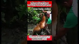 व्यक्तीने असे वाचवले गाईचे प्राण | mane save cow life #shorts #fact #vira #cow #cowvideo #marathi