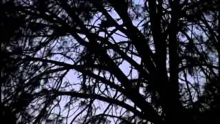 Gobbler tree Feb 2016