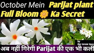 अब नहीं गिरेगी  Parijat की एक भी कली!October Mein Parijat plant Full Bloom Ka Secret #Harsingar