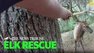 BODY CAM: Pierce County Sheriff Deputies Save Elk From Tree Swing
