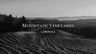 The Mountain Vineyards of Napa Valley | Cardinale Wines