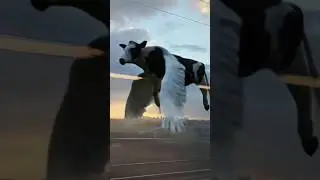 Flying cow 🐮🐮#ai #shorts #flying cow #trending #viral #ai #capcut #video