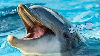 The Strangest Animal Sleep Habits: Dolphins Sleep with One Eye Open!