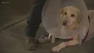 Opal the rescue dog bounces back after injury