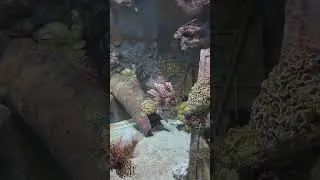 Incredible Venomous Red Lion Fish | The Spines Are Venomous | Such An Awesome Looking Fish