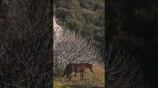 [PointFOOTAGE] Animals - Horse brown wagging his tail - Vertical FS - 6520522