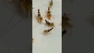 Captive Bred Marine shrimps - Sexy shrimp, Thor hainanensis