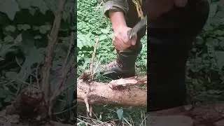 Lionsteel T6 vs Esee 6