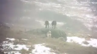 Wildlife Video: More Junction Butte Wolves on Wolf Rock