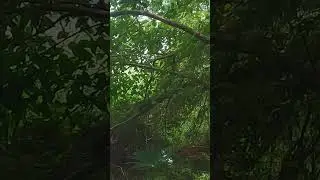 태국 야생 이구아나의 시원한 방귀소리 #shorts