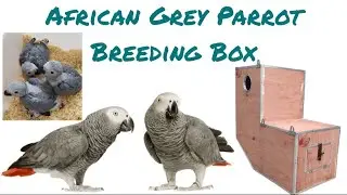 How to make African Grey Parrot breeding box | LIVE AQUARIUM