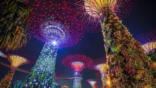 Flower Show | Light and Sound Show | Singapore #Beautiful #Flowers #Lights #Decor #Singapore #Tour 