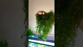 Weekly trims 😭 #hornwort #aquarium #plantedtanksetup #fishtank #fishaquarium #freshwaterplant