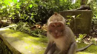 Bali - Monkey forest - Ubud