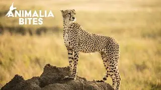CHEETAH MOTHER HUNT TO SAVE HER CUBS | KENYA WILDLIFE DOCUMENTARY #cheetah #wildlife #kenya