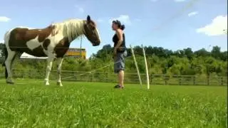 Clicker Training the Back Part 2- Little B