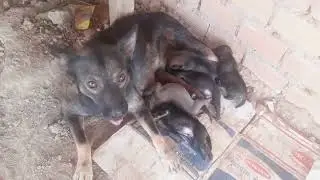 Feeding poor mother dog and 7 puppies day2 | Rescue dogs 113