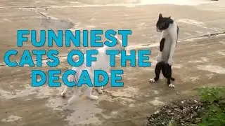 Funniest Cats of the Decade || Funny Videos