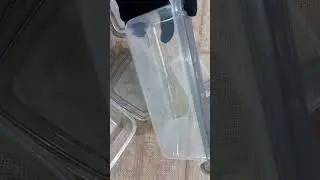 Food containers| Food storage containers| Storage boxes with lids| Containers| Pocketwin