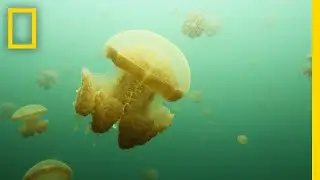 Jellyfish Swarm in These Rare Lakes in Indonesia | National Geographic
