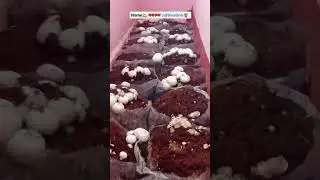 home mushroom कल्टीवेशन🪴🪴🏡#farming #verticalgarden #verticalfarming #homeplant