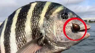 This JIG will CATCH Sheepshead! Sheepshead fishing Jacksonville Florida