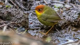 Sattal Birding .... a family  trip