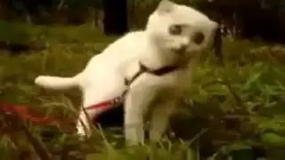 ★ QUE TE PASO KITTY?? - humor gatos - video divertido gatos chistosos risa