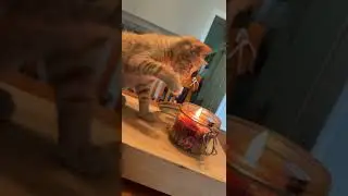 Kyle the cat back on his bullshit #cattok #kyle  #nomorecandles