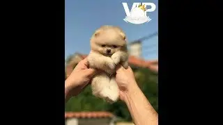 Cute Pomeranian Puppy First Growl  - Funny Boo Puppy chases toruser leg and feet