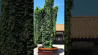 KAISERPALAST in Peking 9. Juni 2024