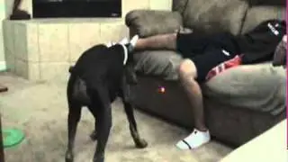dog bites balls