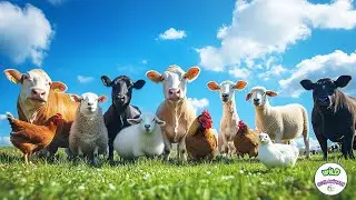 Happy Farm Life: Cows, Sheep, Chickens, Ducks, Dogs - Animal Sounds