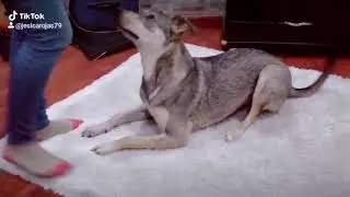 Como educar a tu mascota