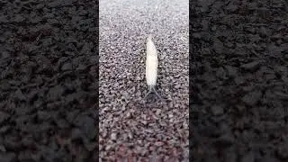 #respect #Evolution