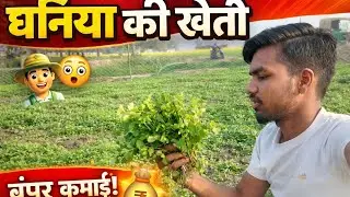 🌱 धनिया की खेती | Coriander Farming 