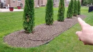 Shrubs turning brown after planting.
