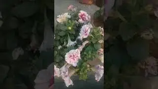 #pituniya #flowee #somseed #garden