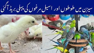 Australian parrots master cage breeding status  | Heera aseel breeding status 