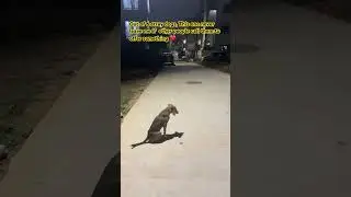 #cutedogs #straydoglove #straydogsindia #straydogattack #straydogrescue #straydogsfeeder #dogshorts