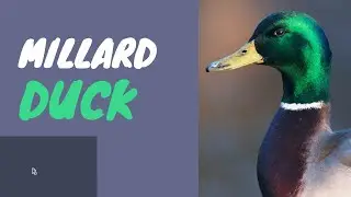 The Art of Nature: Revelations of the Brilliant Millard Ducks' Colorful Existence