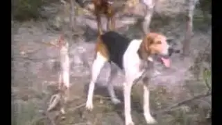 British Honduras - Jaguar Hunt 1964