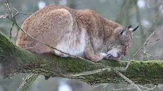 Luchs Sitka und Desari - Grevy Hengstfohlen Linus - Chaco Pekaris