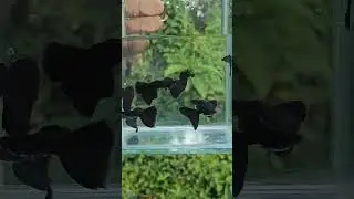 FULL BLACK GUPPYS #shortvideo #guppy #trending #shorts #subscribe