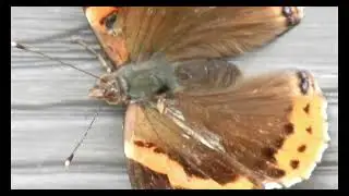 Stillherex mariposa #naturelovers #nature #naturaleza #scififantasy #science #nworld