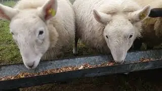 feeding lambs