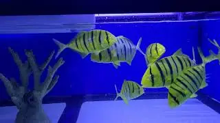 Aquarium Fish Tour at Country Critters Ltd. New York.