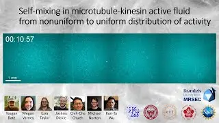 Self-mixing in microtubule-kinesin active fluid from nonuniform to uniform distribution of activity